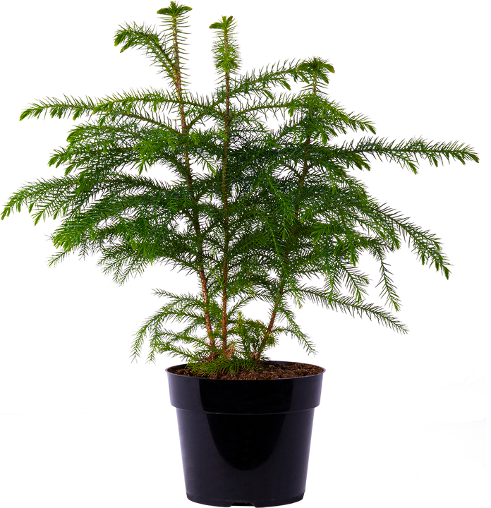 Norfolk Island Pine (M)