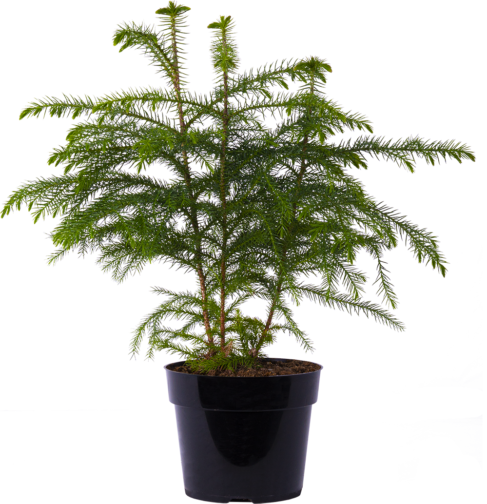 Norfolk Island Pine (M)