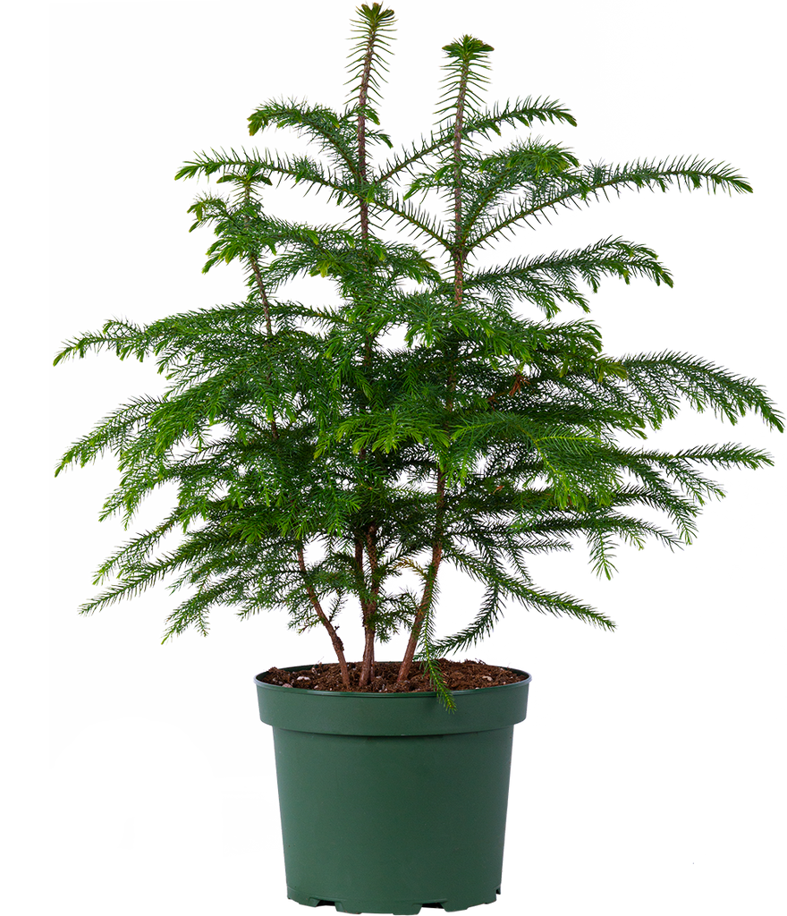 Norfolk Island Pine 10" Pot Easy Care Houseplant Plantsome