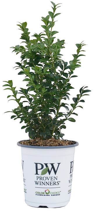 North Star® | Buxus Sempervirens ‘Katerberg’ (S) | Proven Winners®