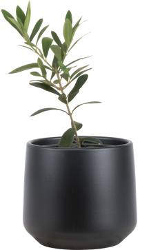 Olea | Olive Tree (S)
