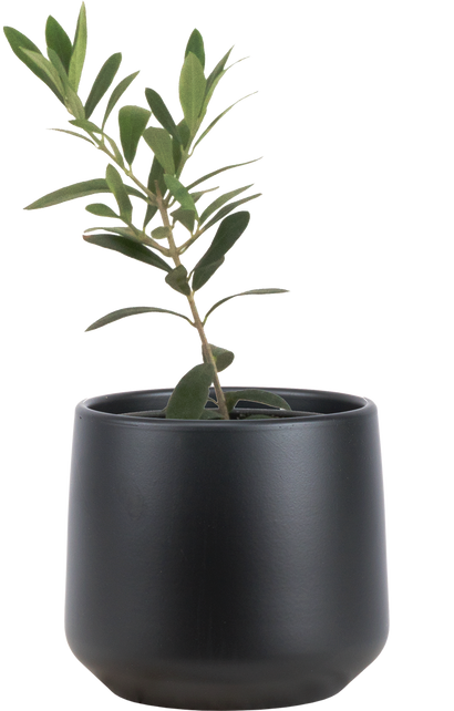 Olea | Olive Tree (S)