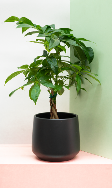 Money tree shop plant pot