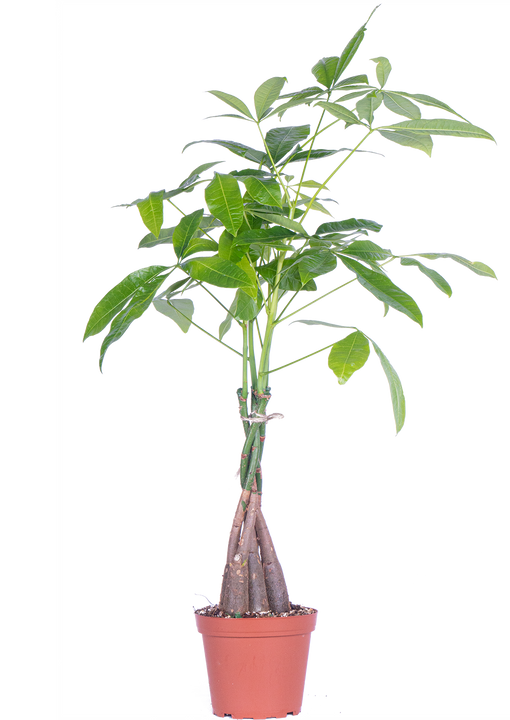 Pachira Aquatica | Money Tree (M)