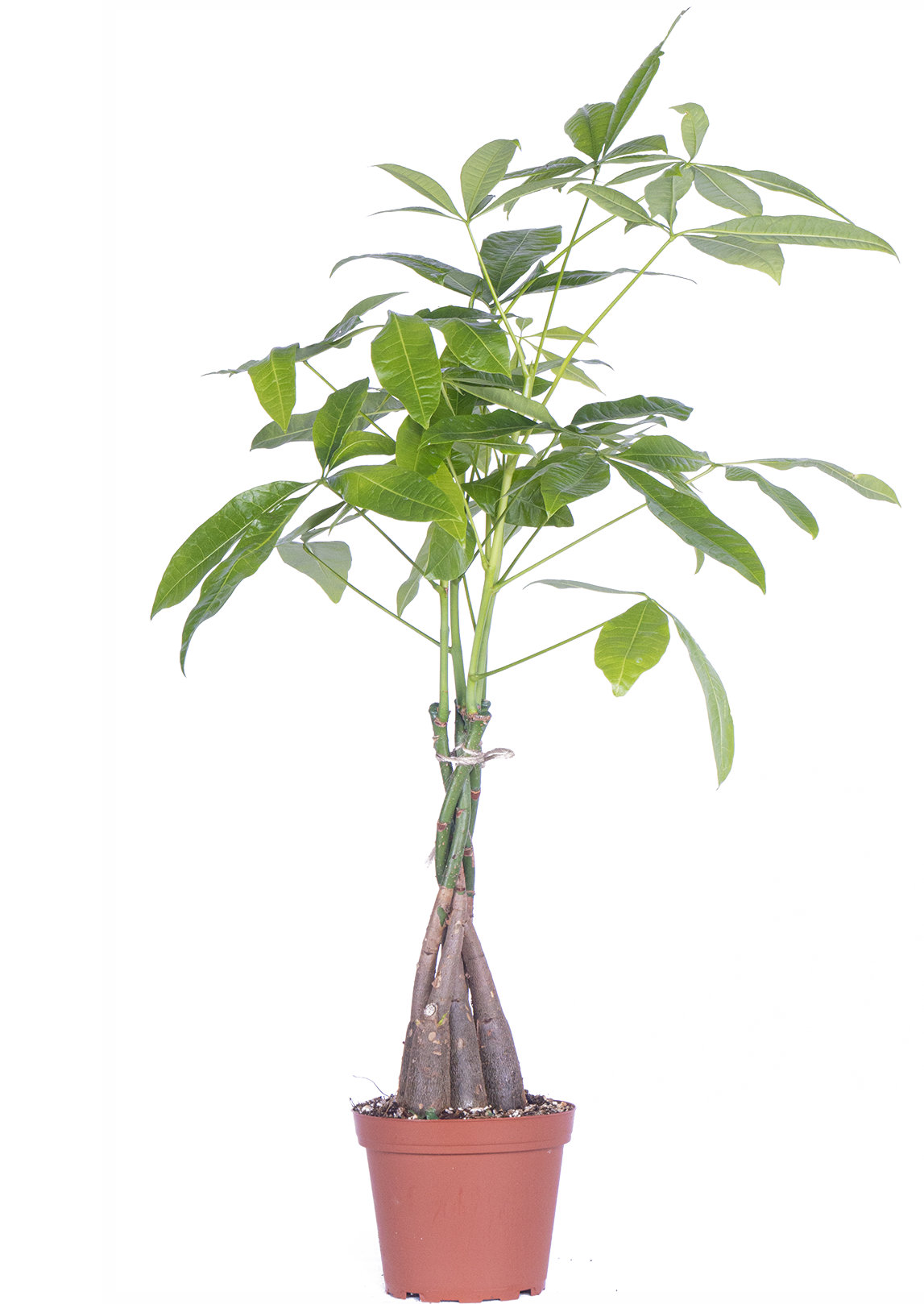 Pachira Aquatica | Money Tree (M-5")