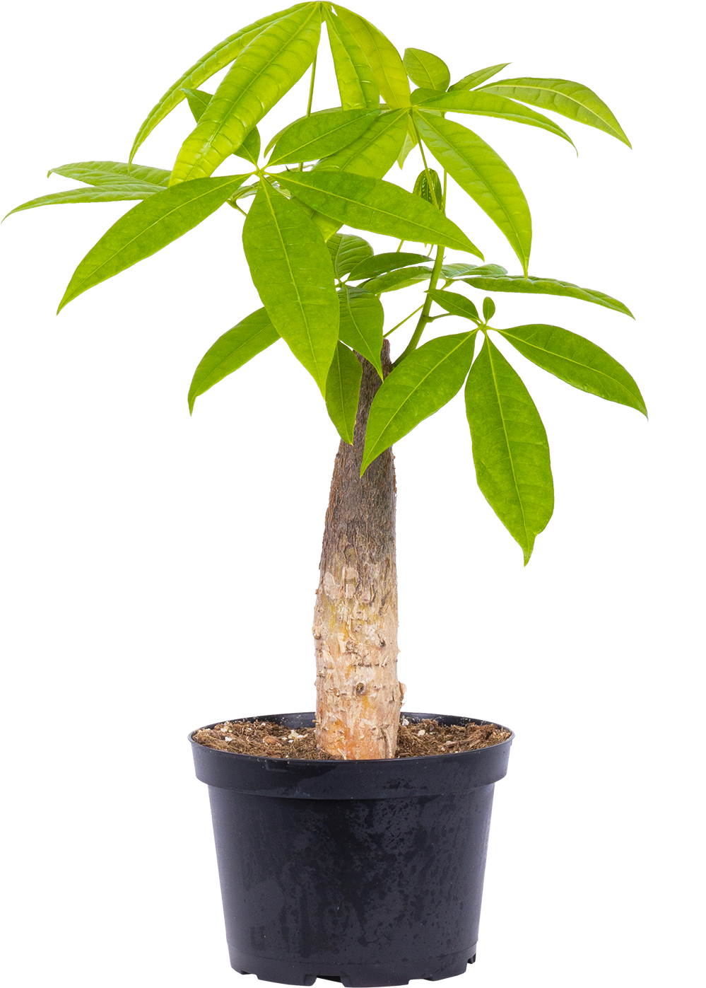 Pachira Aquatica | Money Tree Stump (M)