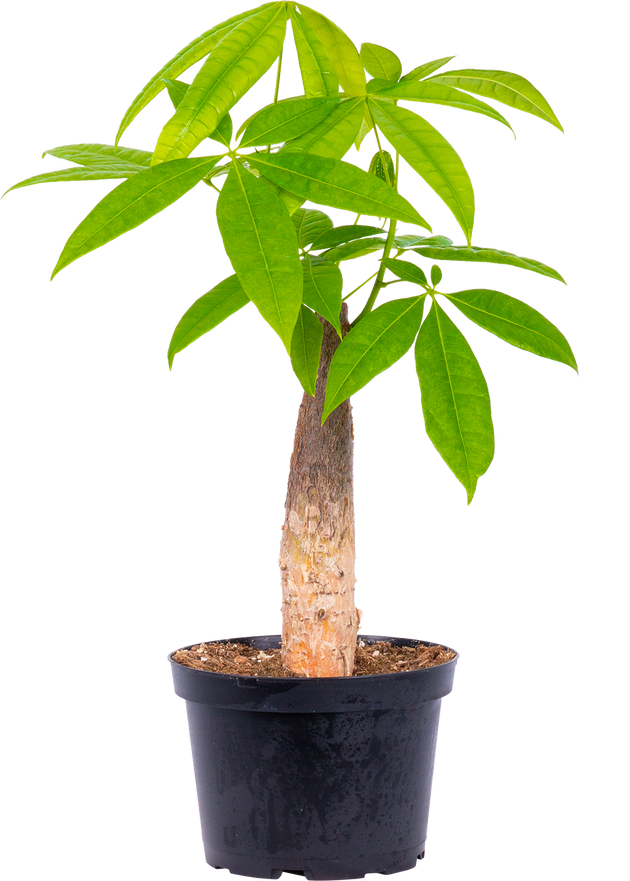 Pachira Aquatica | Money Tree Stump | 6
