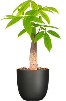 Pachira Aquatica | Money Tree Stump (M)