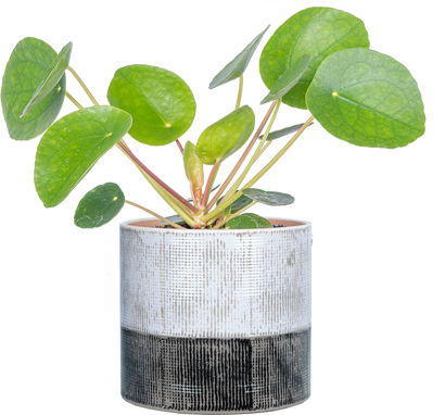 Pilea Peperomioides | Pancake Plant (S)