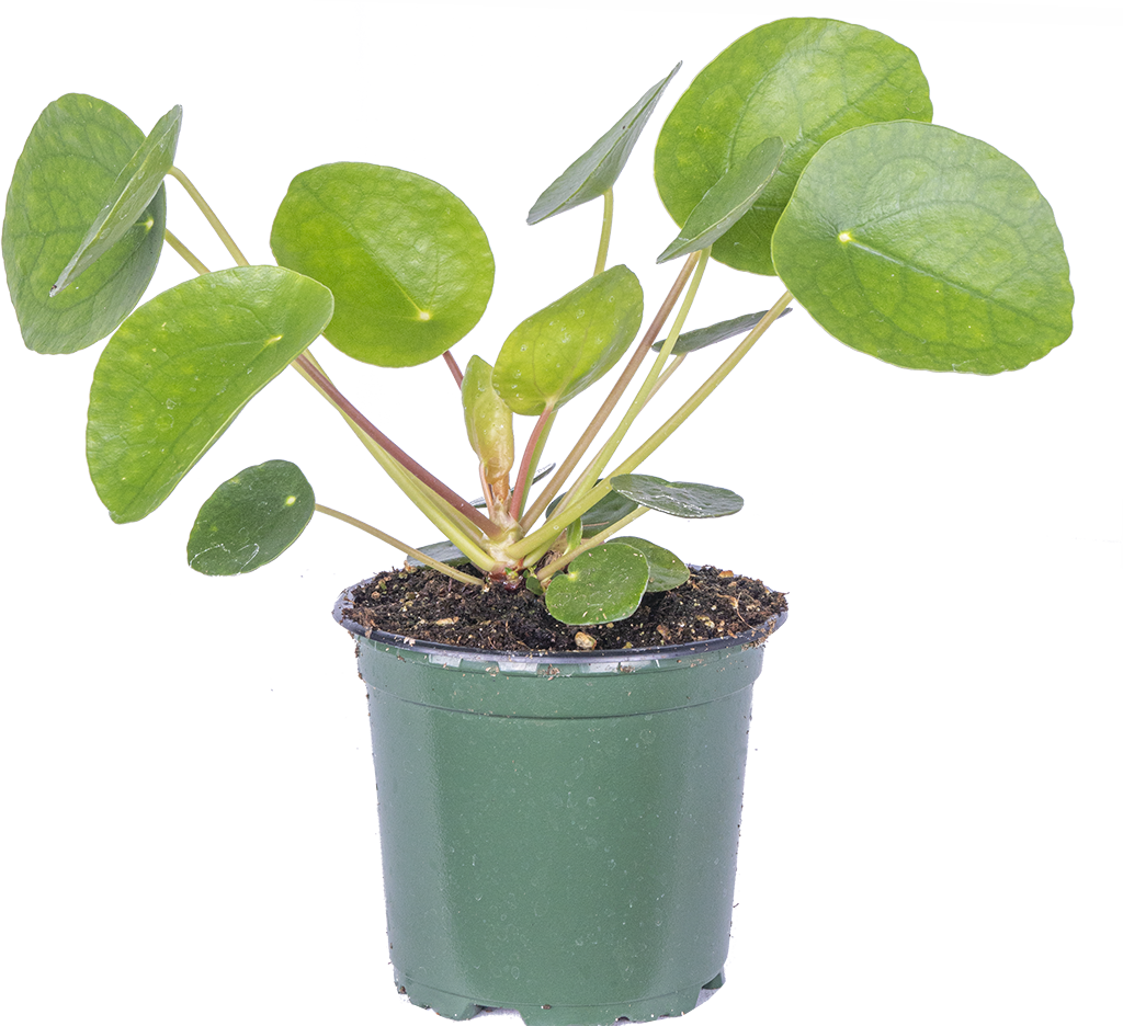 Pilea Peperomioides Pancake Plant 4 Pot Easy Care Houseplant pilea-peperomioides-pancake-plant-4-pot-easy-care-houseplant