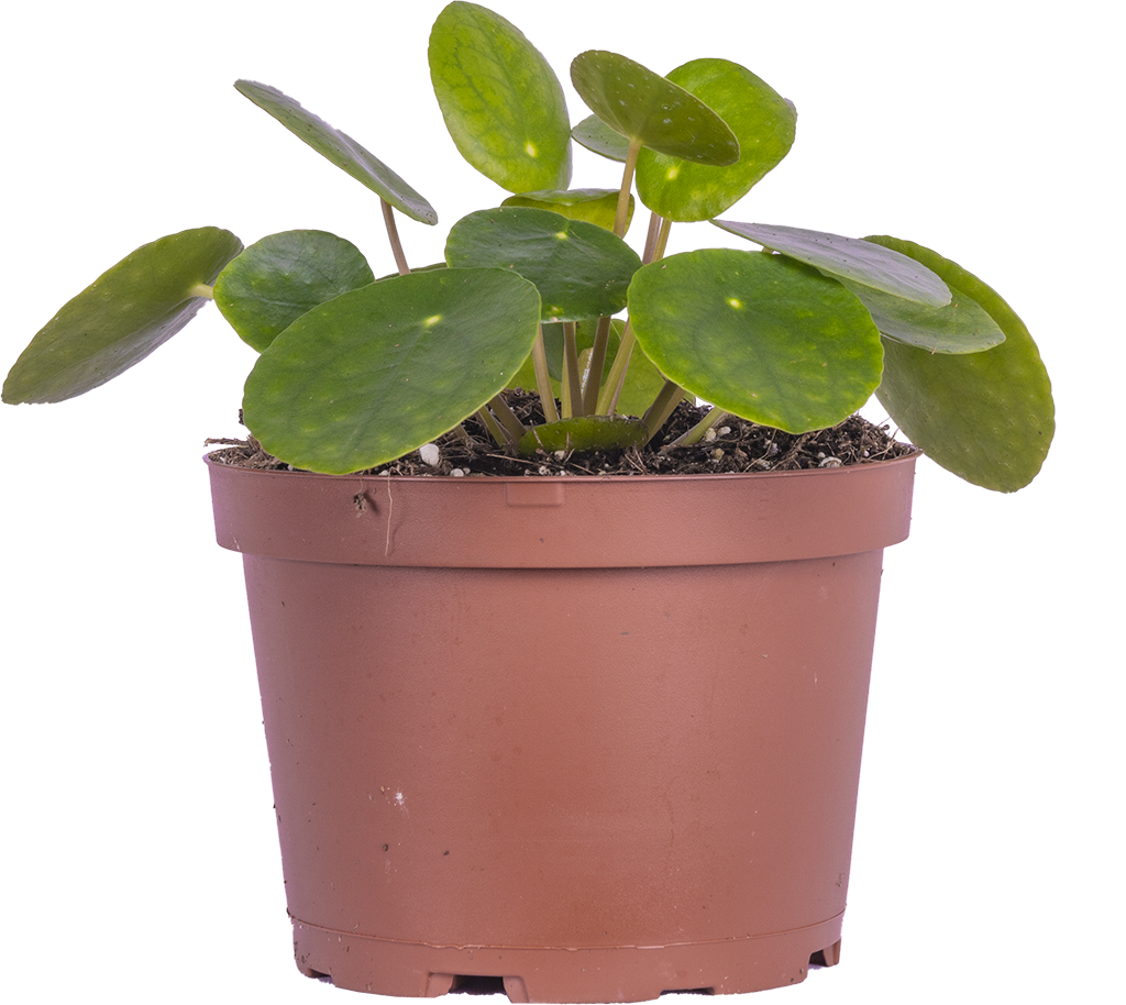 Pilea Peperomioides | Pancake Plant (M)