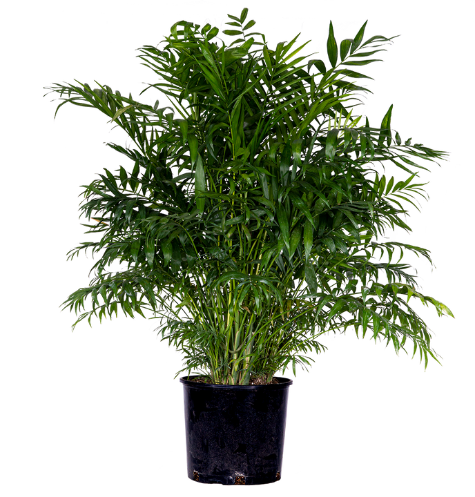 Chamaedorea Elegans | Parlour Palm (XL)