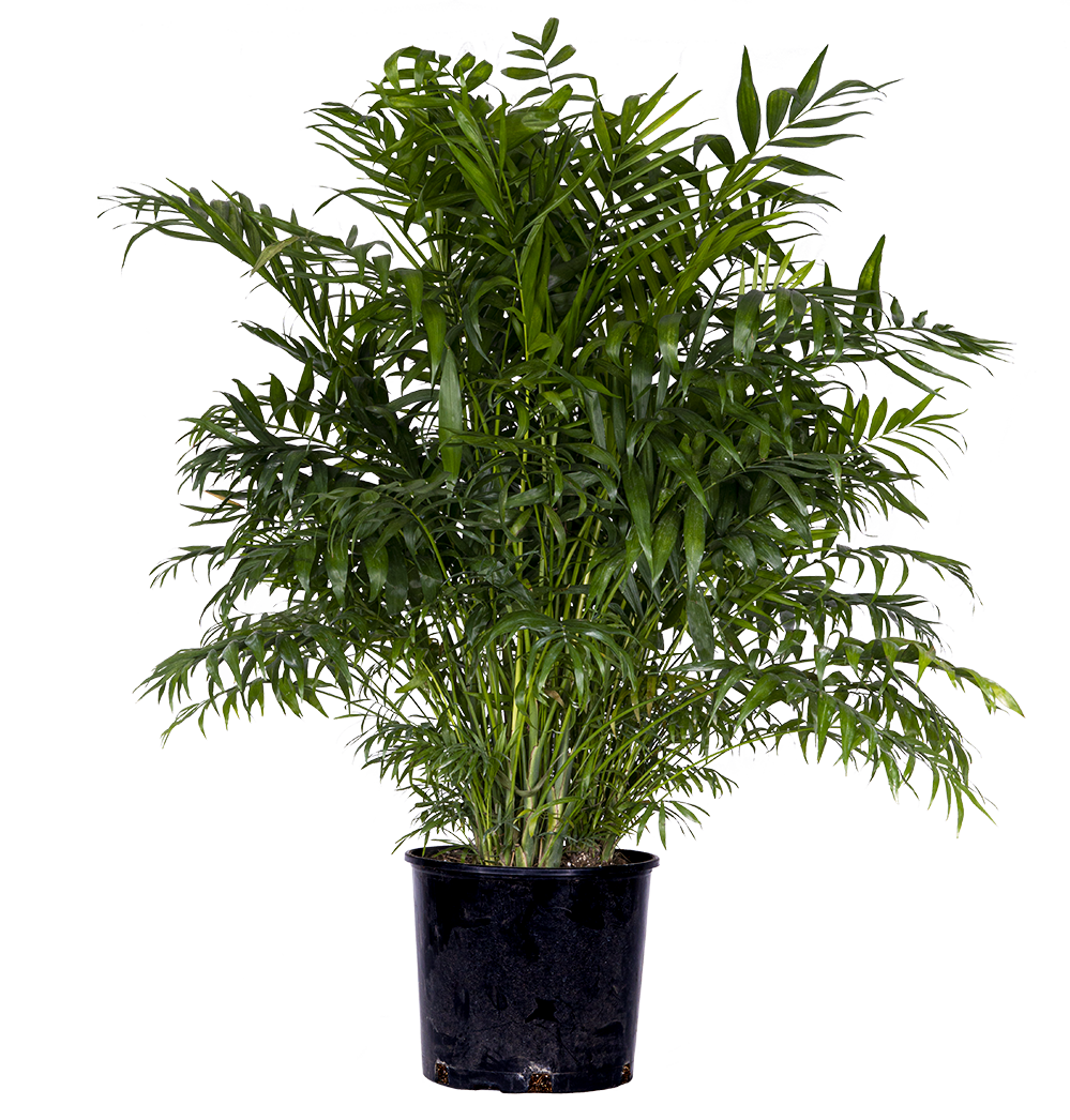 Chamaedorea Elegans | Parlour Palm (XL)
