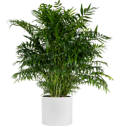 Chamaedorea Elegans | Parlour Palm (XL)