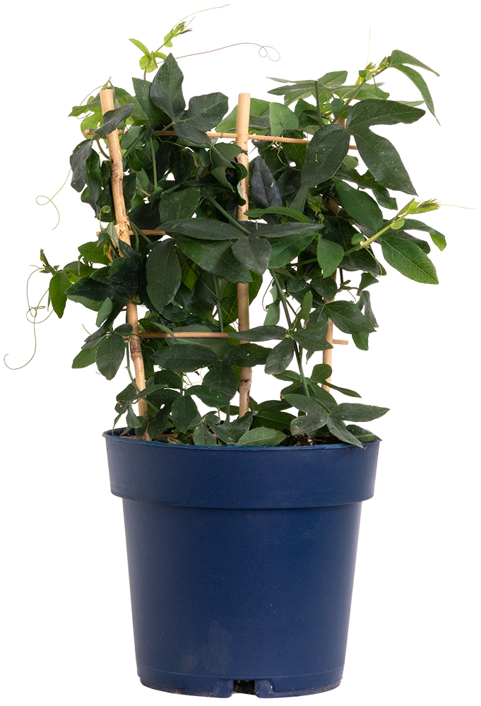 Passiflora Caerulea | Passion Flower Blue (L)