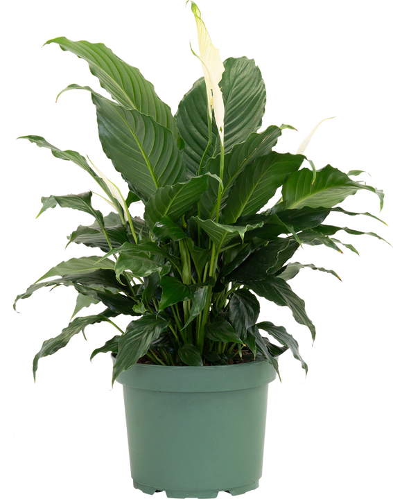 Peace Lily | Spathiphyllum (L)