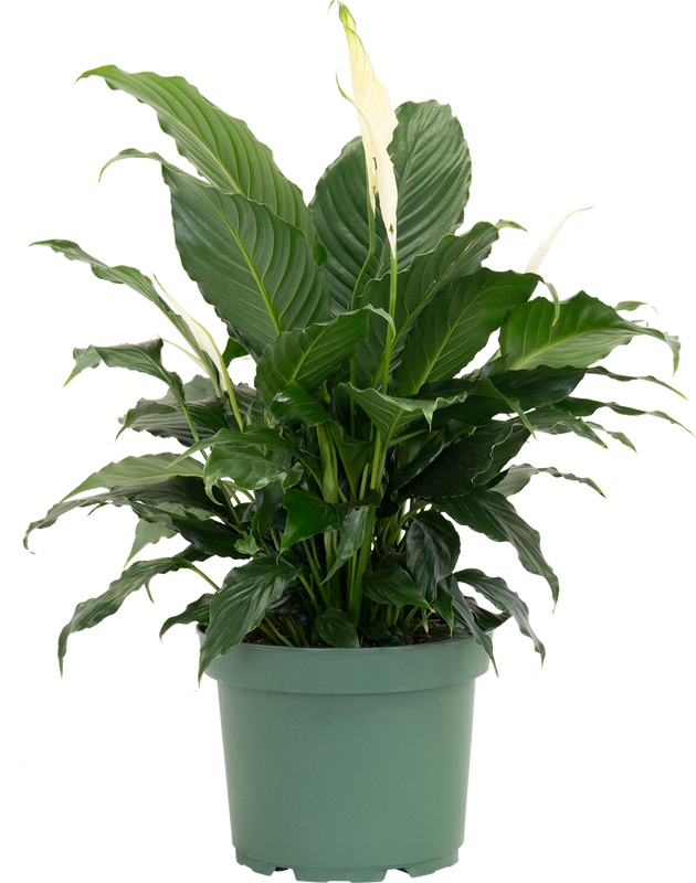 peace lily canada Peace Lily | Spathiphyllum | 8" Pot | Easy Care Houseplant