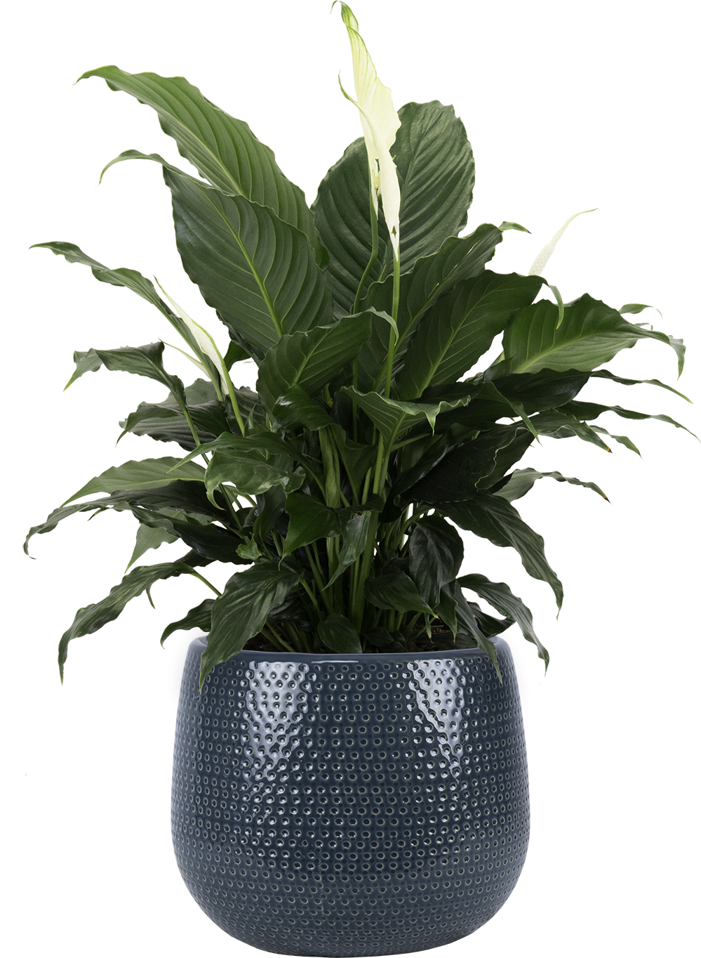 Peace Lily | Spathiphyllum | 8