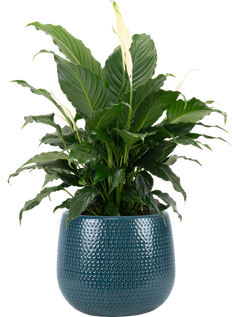 Spathiphyllum | Peace Lily (L)