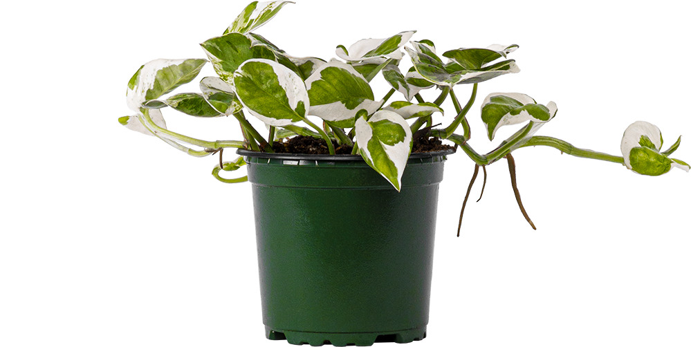 Pothos Jade Pearl (S)