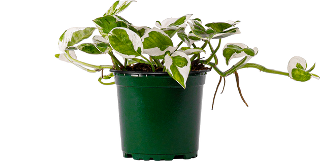 Pothos Jade Pearl | 4" Pot | Easy Care Houseplant | Plantsome