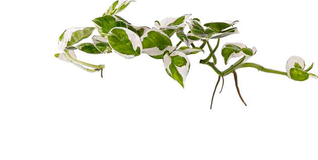 jade pearl plant Pothos Jade Pearl | 4" Pot | Easy Care Houseplant