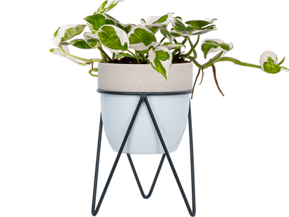 Pothos Jade Pearl (S)