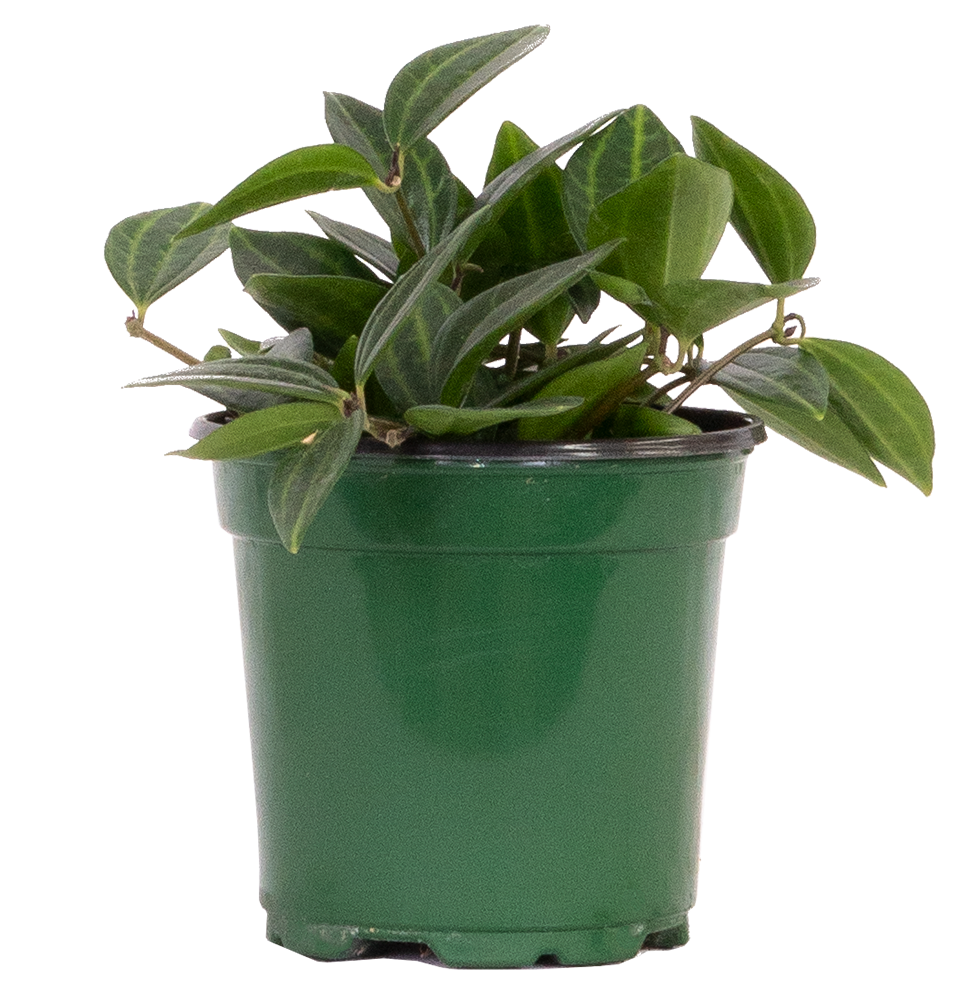 Peperomia Angulata | Funky Frog (S)