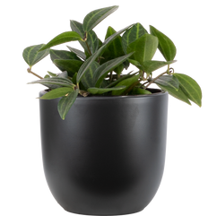 Peperomia Angulata | Funky Frog (S)