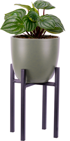 Peperomia Argyreia (M) | Watermelon Plant