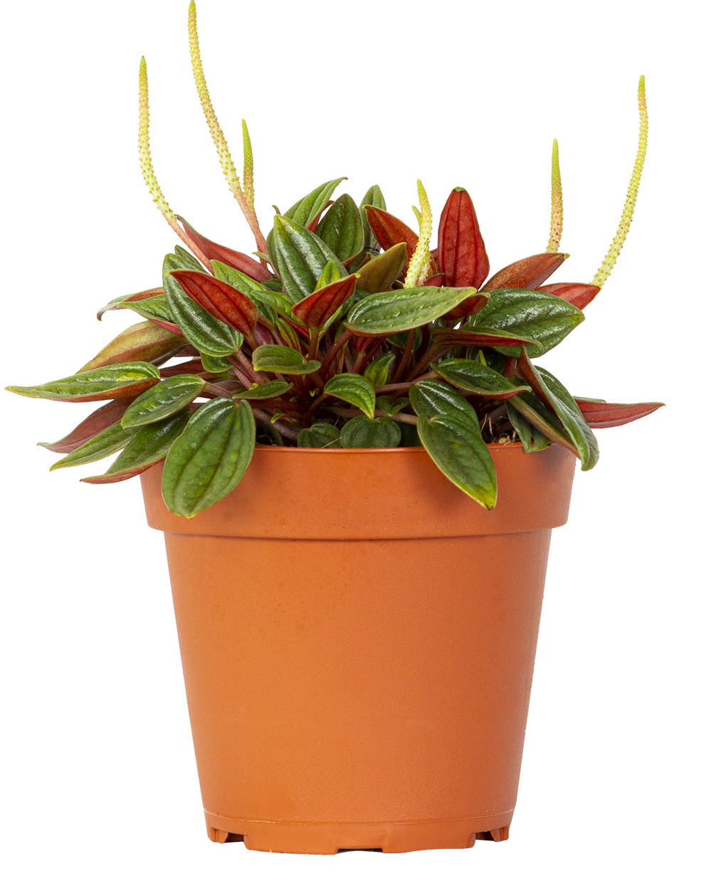 Peperomia Caperata | Rosso (S)
