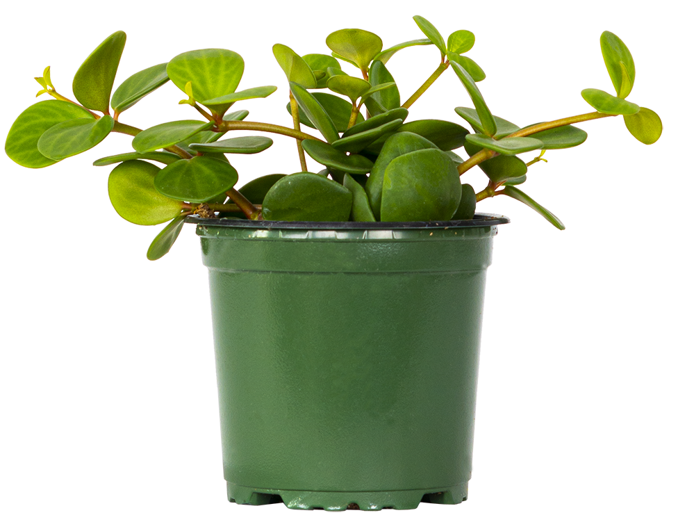 Peperomia Hope (S)