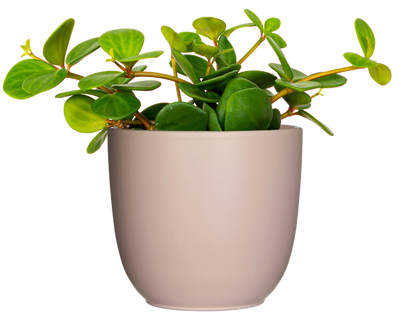 Peperomia Hope (S)