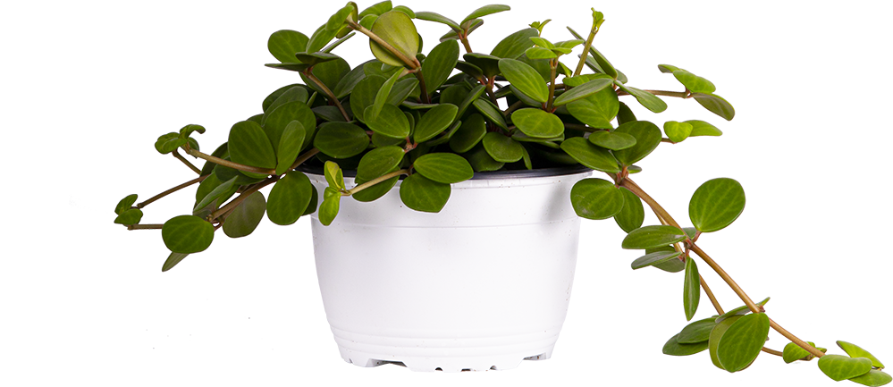 Peperomia Hope (M)