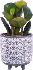Peperomia Obtusifolia | Green (S)