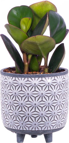Peperomia Obtusifolia | Green (S)