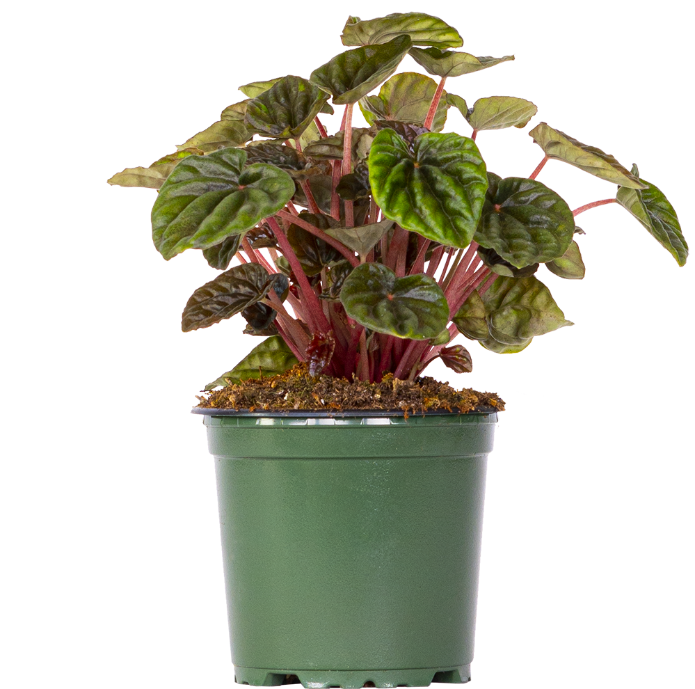Peperomia Caperata | Emerald Ripple (S)