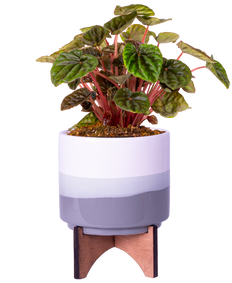 Peperomia Caperata | Emerald Ripple (S)