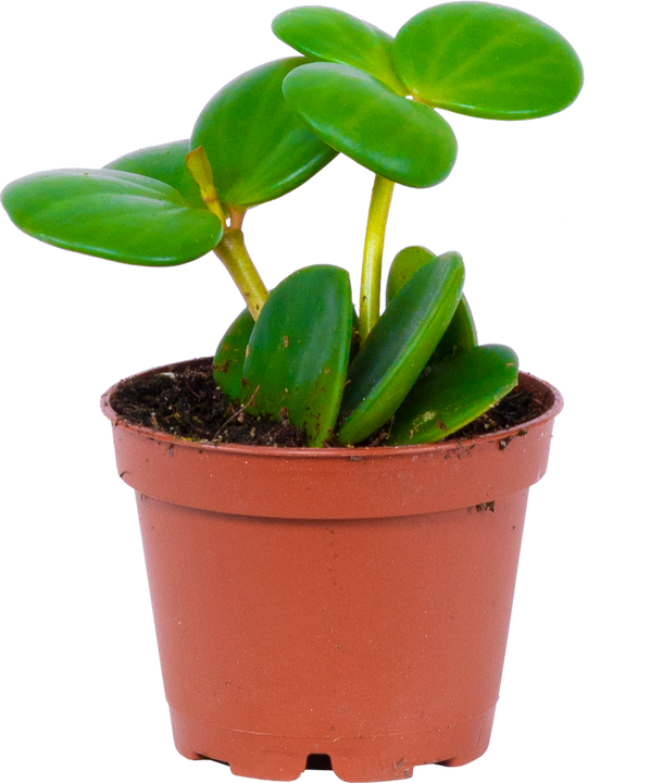 Peperomia Hope (XS)