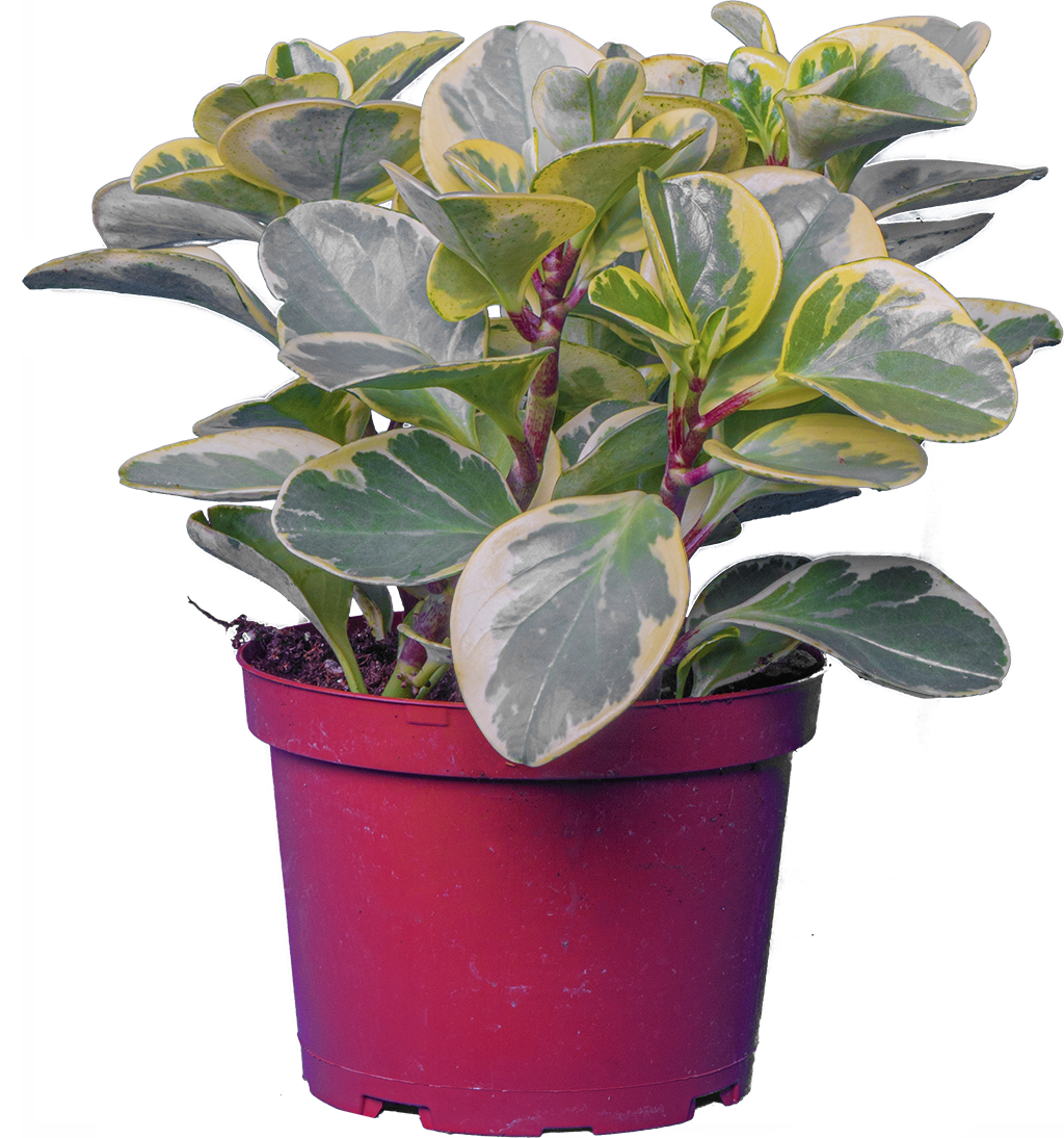 Peperomia Obtusifolia Marble (M)