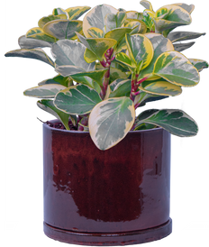 Peperomia Obtusifolia Marble (M)