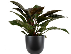 Philodendron Imperial Red (XL)