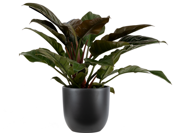 philodendron imperial red poisonous Philodendron Imperial Red | 10" Pot | Easy Care Houseplant