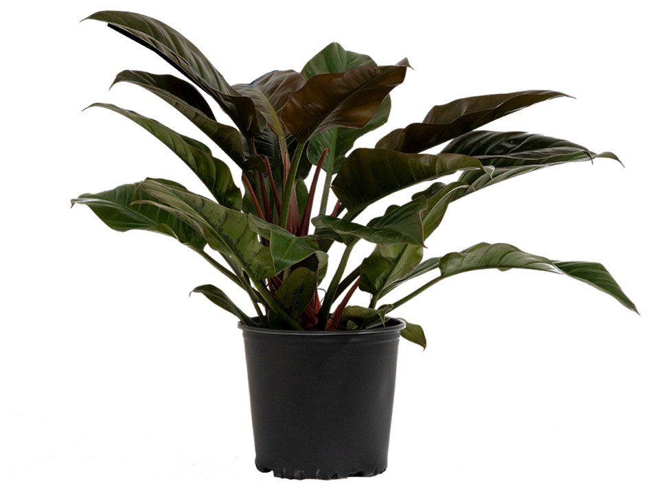 Philodendron Imperial Red (XL)