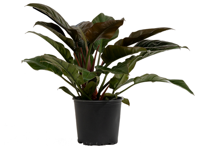 philodendron imperial red entretien Philodendron Imperial Red | 10" Pot | Easy Care Houseplant