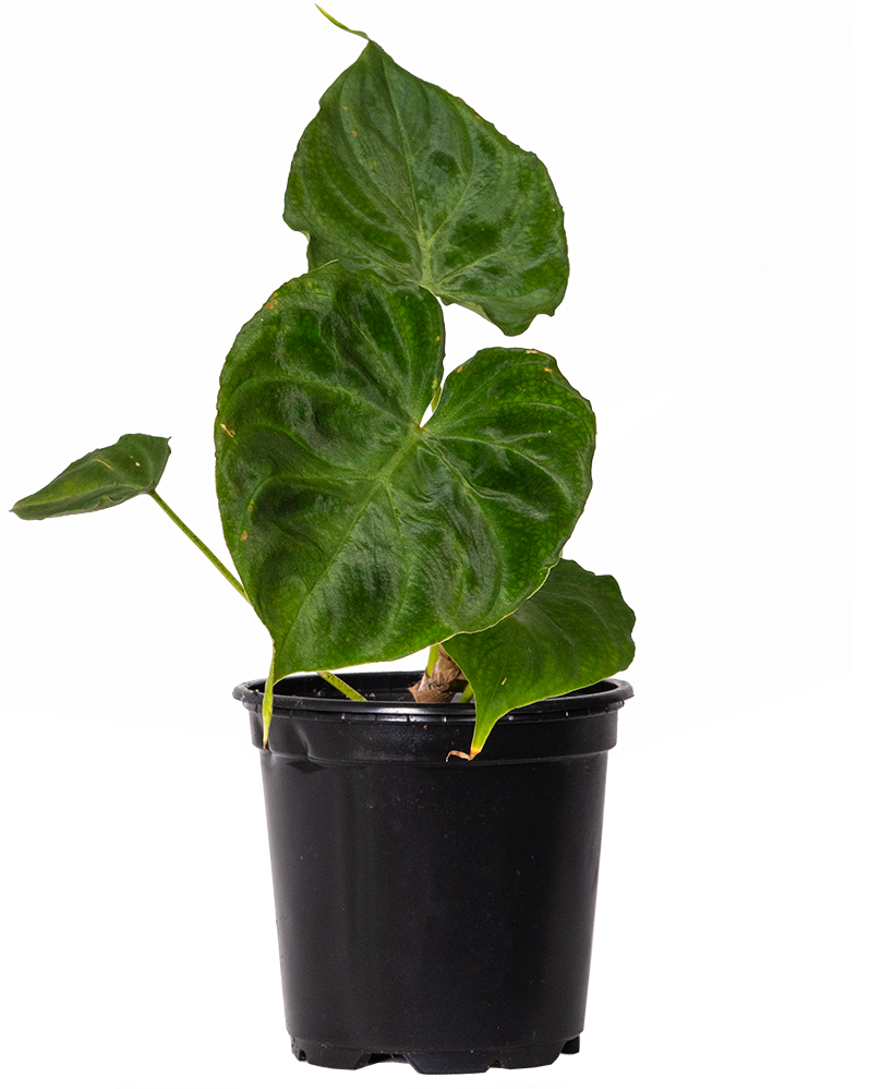 Philodendron Verrucosum (S)