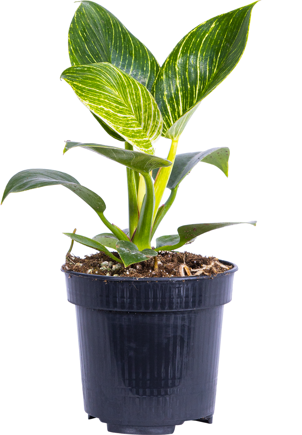 Philodendron Birkin (S)