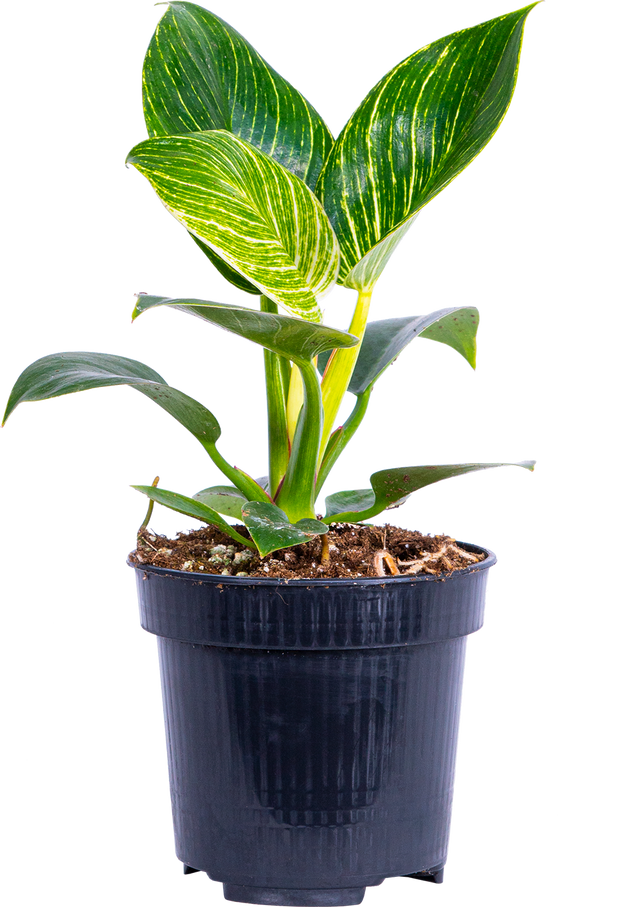 philodendron birkin canada Philodendron Birkin | 4" Pot | Easy Care Houseplant