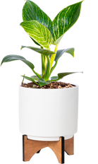 Philodendron Birkin (S)