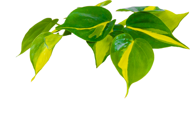 arrow philodendron Arrowhead Vine | Red Arrow | Hard To Find